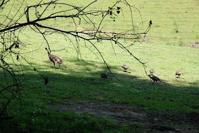 Turkey Trot
