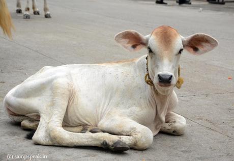 Triplicane ~  ஸ்ரீபார்த்தசாரதி எம்பெருமானின் திருவல்லிக்கேணி வீதி தனிலே