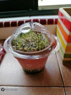 Sprouting Chia