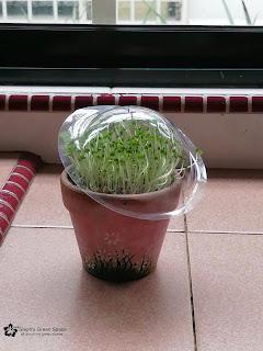 Sprouting Chia