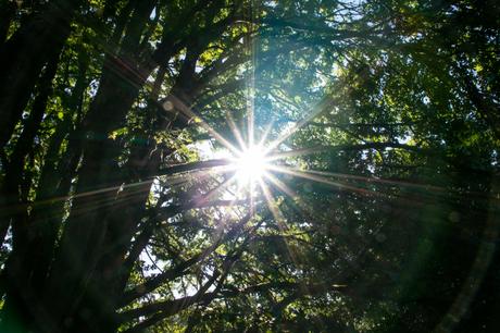 Sun Rays Through Intertwined Tree Branches