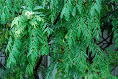 Smashing success: repotting my curry leaf tree