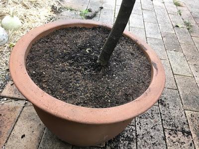 Smashing success: repotting my curry leaf tree