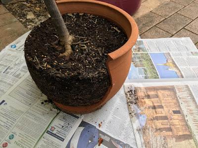 Smashing success: repotting my curry leaf tree