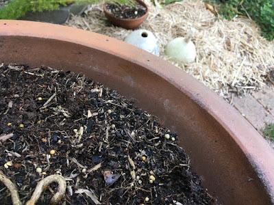 Smashing success: repotting my curry leaf tree