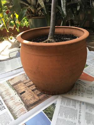 Smashing success: repotting my curry leaf tree