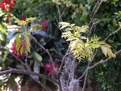 Smashing success: repotting my curry leaf tree