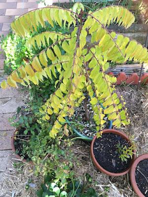 Smashing success: repotting my curry leaf tree