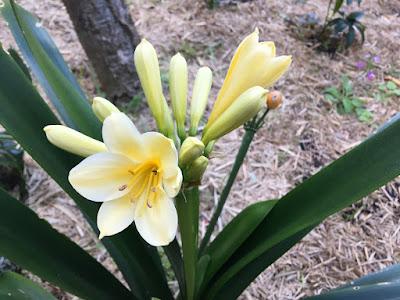 Shade-loving flowers on song