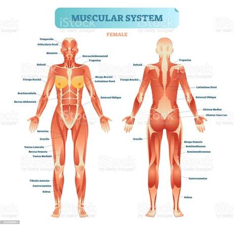 Allows for movement by contracting. Male Muscular System Full Anatomical Body Diagram With ...