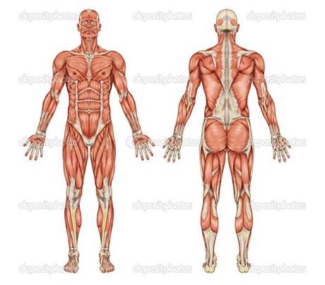 There are approximately 640 skeletal muscles within the typical human, and almost every muscle constitutes one part of a pair of identical bilateral muscles, found on both sides, resulting in approximately 320 pairs of muscles. Pin by Diego Sverdloff on Body Structure | Muscular system ...