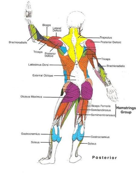 Muscles anterior full body diagram serratus anterior, with deltoid muscle. Muscles Diagrams: Diagram of muscles and anatomy charts ...