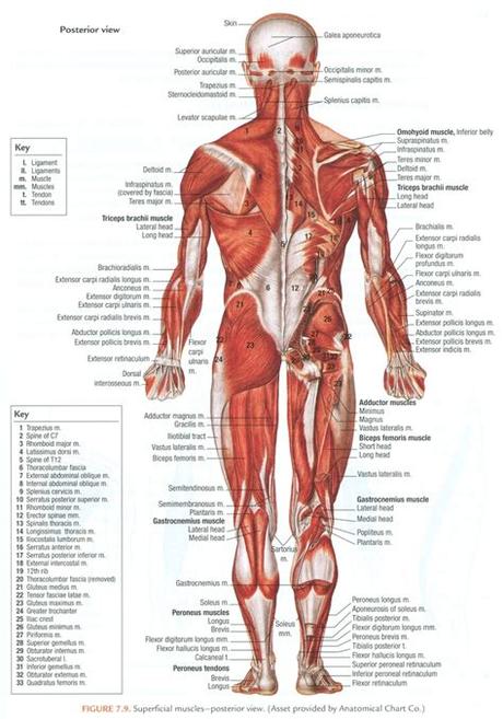Inner hip & gluteal muscles. Muscles of the human body (superficial, posterior view ...