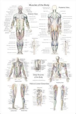 Groin muscles diagram anterior muscles diagram muscle diagram anterior muscular system. Upper Body Surface Landmarks of the Muscles Posters