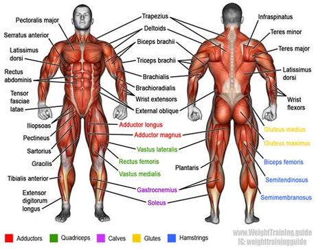 Attached to the bones of the skeletal system are about 700 named muscles that make up roughly half of a person's body weight. Learn muscle names and how to memorize them | Weight ...