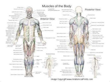 Learn vocabulary, terms, and more with flashcards, games, and other study tools. Muscle Anatomy Posters - Anterior, Posterior & Deep Layers
