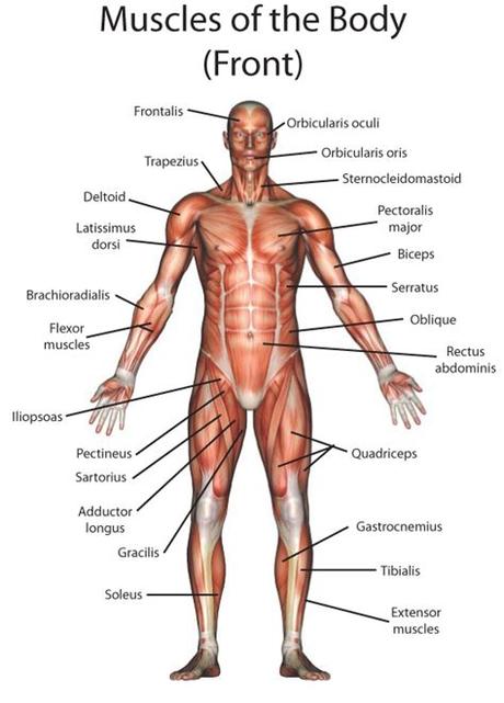 Major posterior muscles | anatomy. My English Pages Online: Human Anatomy - Anatomía Humana