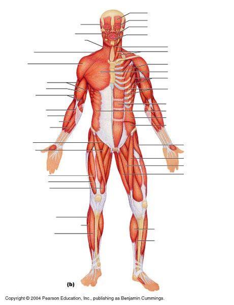 Anterior full body muscle diagram. superficial+muscles+of+the+body+model+images | Superficial ...