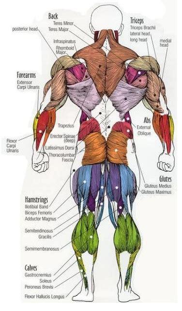 Anatomynote.com found main muscles of human body anterior view from plenty of anatomical pictures on the internet. Dr Will McCarthy's Science Site: MAJOR MUSCLES of the BODY