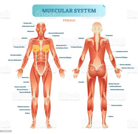 Male Muscular System Full Anatomical Body Diagram With ...