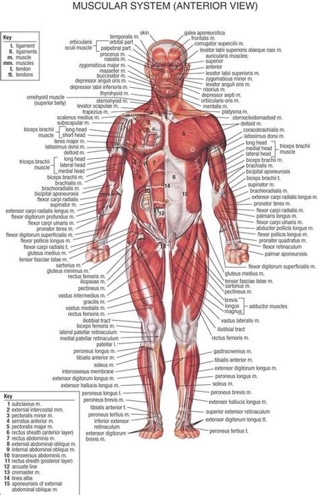 Shoulder muscle anatomy skeletal muscle anatomy human muscle anatomy human anatomy and physiology body anatomy leg muscles diagram muscle diagram. Detailed Muscle Anatomy | Anterior View | Human body ...
