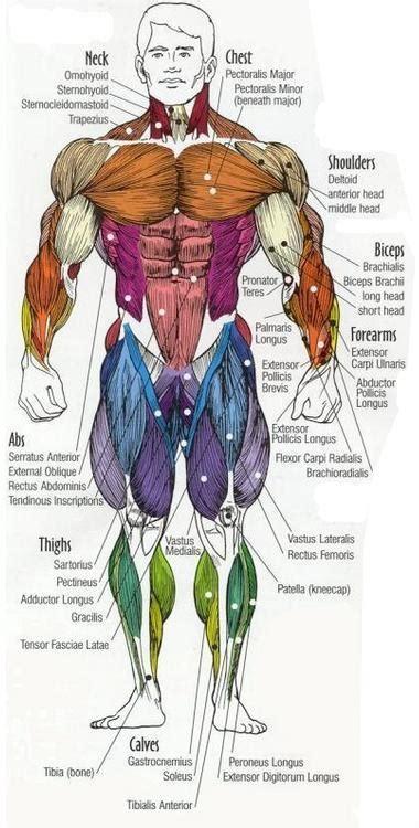 Interactive human muscular system front and back views with clickable muscles including rectus abdominis, pectoralis, rectus femoris, gastrocnemius etc. Dr Will McCarthy's Science Site: MAJOR MUSCLES of the BODY