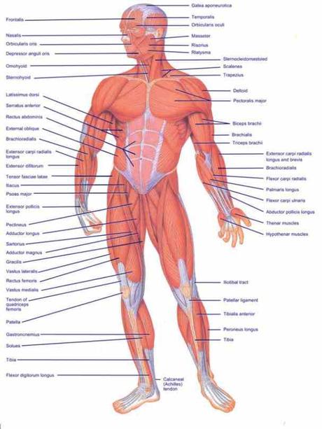 Diagram Of All Muscles In The Human Body | MedicineBTG.com