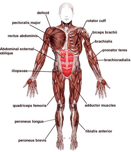 Interactive human muscular system front and back views with clickable muscles including rectus abdominis, pectoralis, rectus femoris, gastrocnemius etc. Muscle Diagrams of Major Muscles Exercised in Weight ...