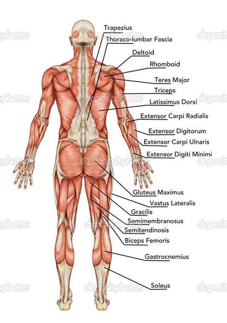 Interactive human muscular system front and back views with clickable muscles including rectus abdominis, pectoralis, rectus femoris, gastrocnemius etc. anatomy of body | Anatomy of male muscular system ...