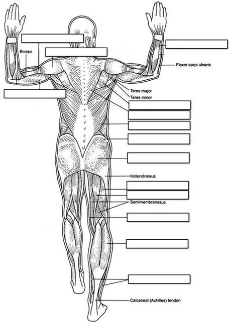 The human body consists of many muscles. Muscles Labeling Full Body | Anatomy and physiology ...