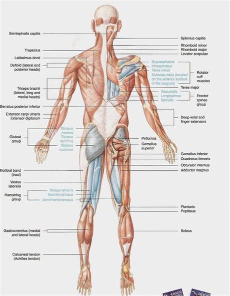 You can click the image to magnify if you cannot see clearly. Posterior View Of Human Body Muscles Diagram
