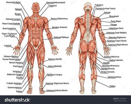 You can click the links in the image, or the links below the image to find out more information on any muscle group. Image result for muscle diagram of male body | F17 MENS ...