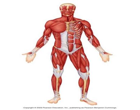 We think this is the most useful anatomy picture that you need. Muscles of the anterior surface of the body.