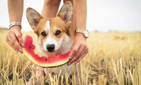 Can Dogs Eat Watermelon? Must Read Before Feeding!