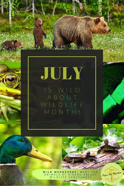 July is Wild About Wildlife Month: Featuring Rideau Valley Wildlife Sanctuary #WildWednesday