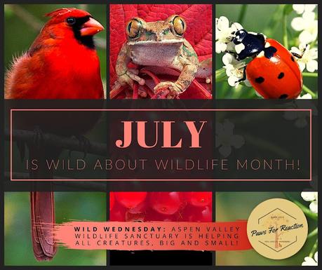 July is Wild About Wildlife Month: Featuring Aspen Valley Wildlife Sanctuary