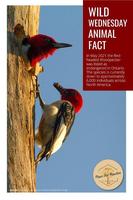 July is Wild About Wildlife Month: Featuring the Ottawa Valley Wild Bird Care Centre for #WildWednesday