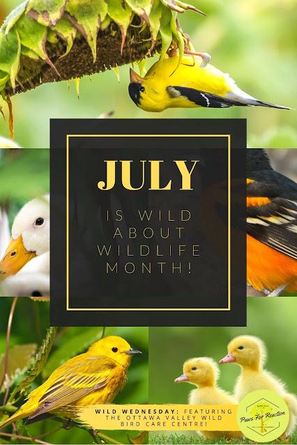 Wild Wednesday: Ottawa Valley Wild Bird Care Centre
