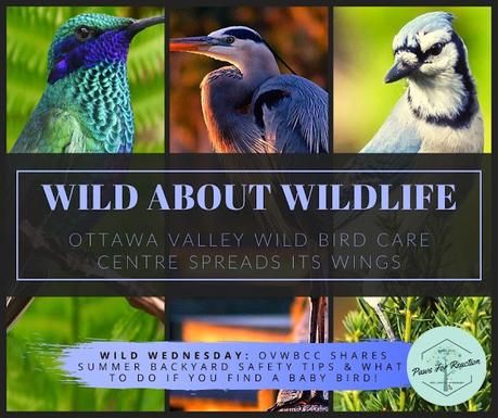 Wild Wednesday: Ottawa Valley Wild Bird Care Centre