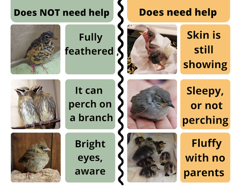 What do I do if I find a baby bird? OVWBCC summer safety tips  frequently asked questions about wild bird safety and baby birds.