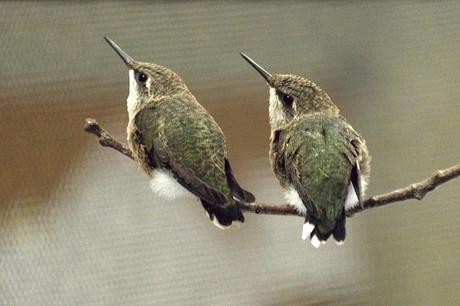 Hummingbird Ottawa Valley Wild Bird Care Centre