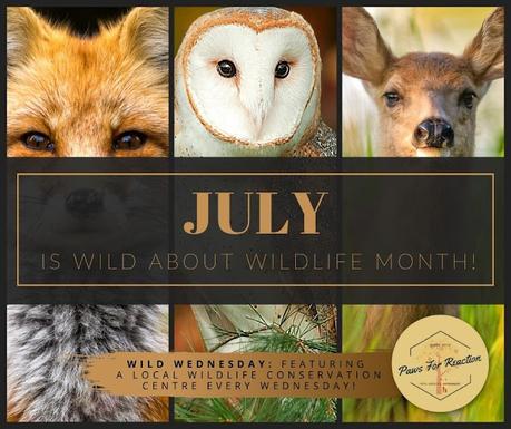 July is Wild About Wildlife Month: Wild Wednesday celebrates local wildlife conservation
