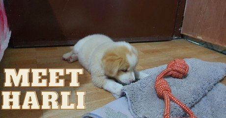 Our newest family member Harli and products that I got from Pet Express