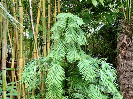 Wollemi Pine