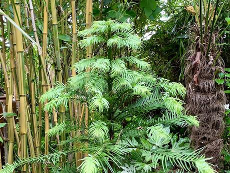 Wollemi Pine