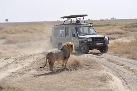 Electric Vehicles Make African Safaris Safer, Quieter, and Better for the Planet