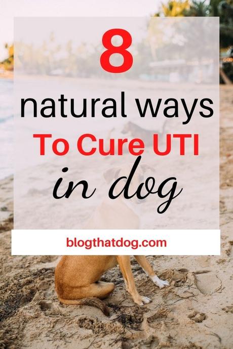 Natural ways to cure UTI in dogs