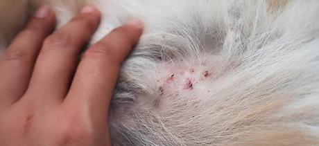 Home remedies for dog skin allergies itching