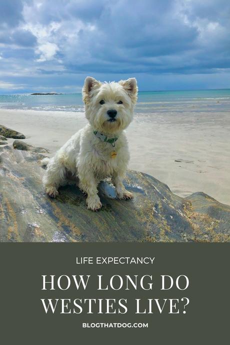 Westie Lifespan: How Long do Westies live?