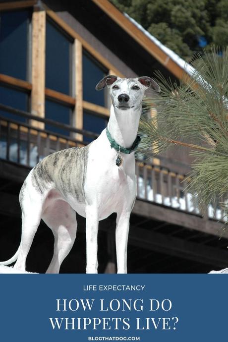 Whippet Lifespan: How Long do Whippets live?